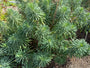 Wolfsmelk - Euphorbia characias