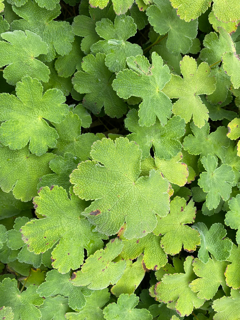 Ooievaarsbek - Geranium renardii