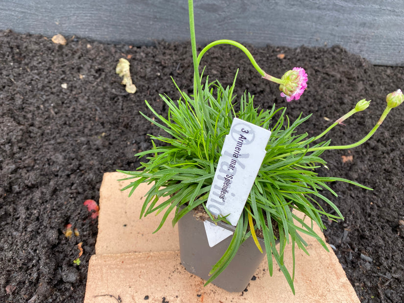 Biologisch Engels gras - Armeria maritima 'Splendens' (ook per/m2)