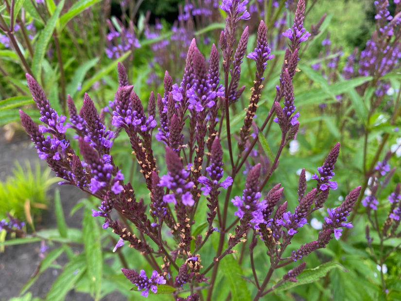 Blauwe Verbena - Verbena Hastata