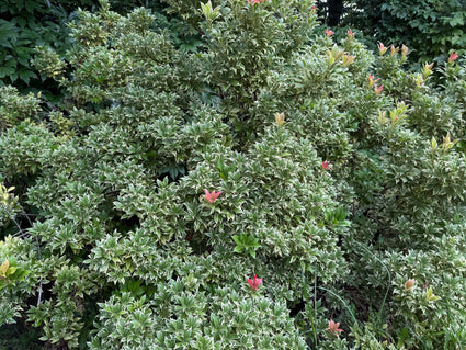 Rotsheide - Pieris japonica 'Variegata'