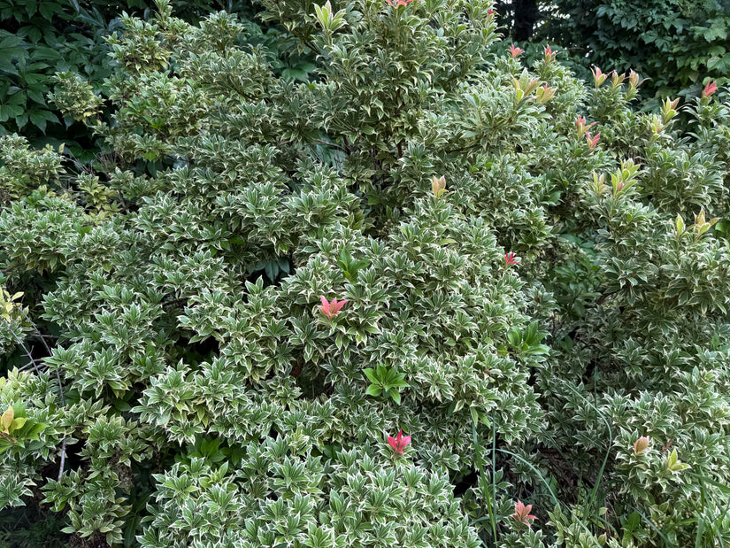 Rotsheide - Pieris japonica 'Variegata'