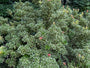 Rotsheide - Pieris japonica 'Variegata'
