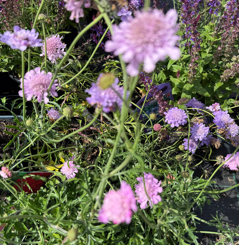 Duifkruid - Scabiosa columbaria 'Pink Mist'