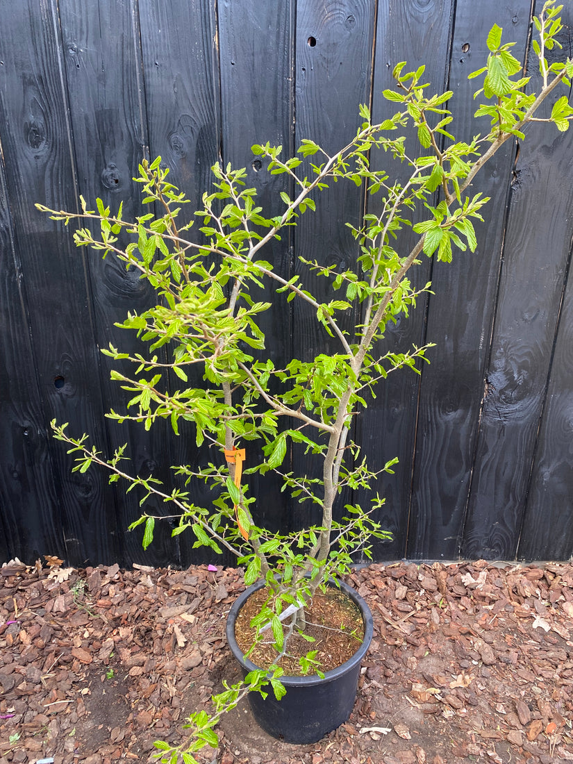 Perzisch ijzerhout - Parrotia persica 'Bella'