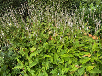 Duizendknoop (Wit) - Persicaria amplexicaulis 'Alba'