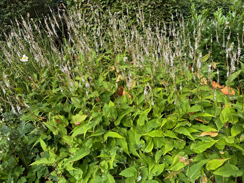 Duizendknoop (Wit) - Persicaria amplexicaulis 'Alba'