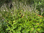 Duizendknoop (Wit) - Persicaria amplexicaulis 'Alba'