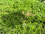 Biologisch Gewoon duizendblad - Achillea millefolium