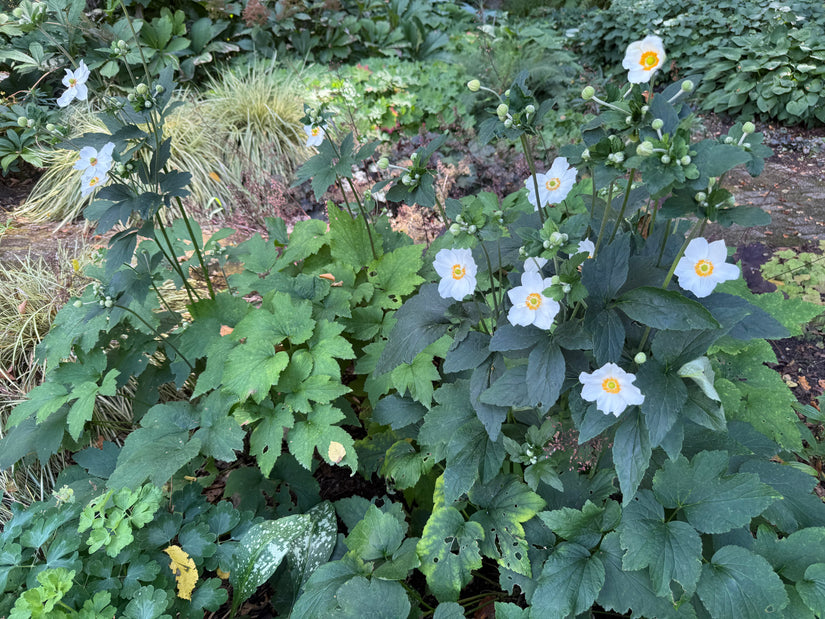 Biologisch Herfstanemoon Wit (Hoogte 90 cm) - Anemone hybrida 'Honorine Jobert'