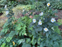 Biologisch Herfstanemoon Wit (Hoogte 90 cm) - Anemone hybrida 'Honorine Jobert'