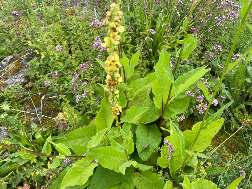 Zwarte Toorts - Verbascum nigrum