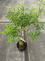 Monnikspeper - Vitex agnus castus