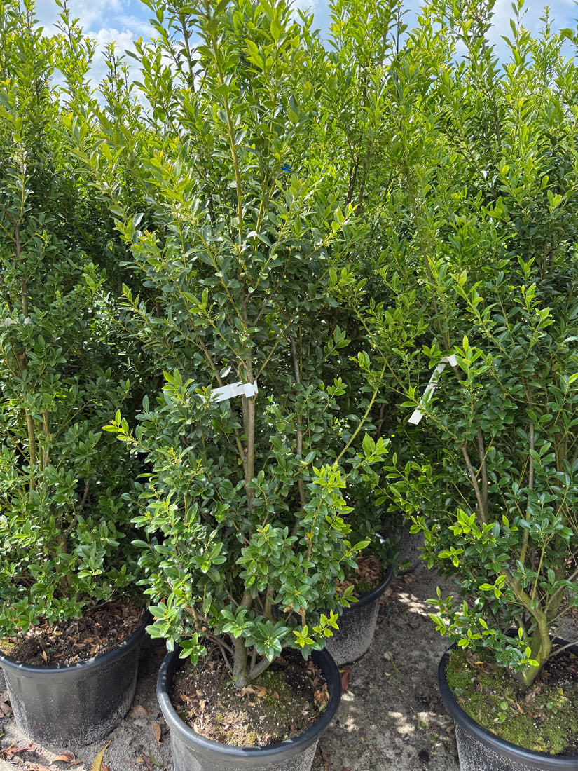 Japanse hulst - ilex maximowicziana 'kanehirae'