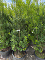 Japanse hulst - ilex maximowicziana 'kanehirae'