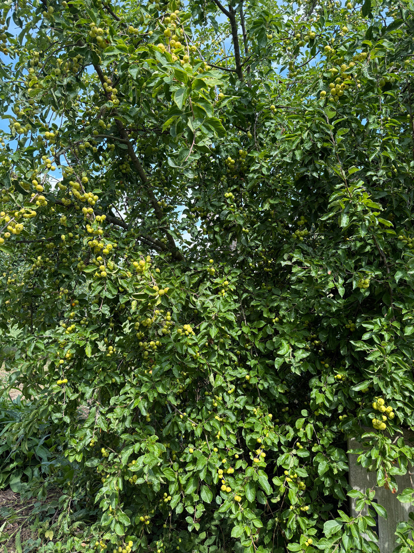 Wilde appel - Malus sylvestris
