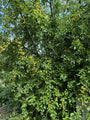 Wilde appel - Malus sylvestris