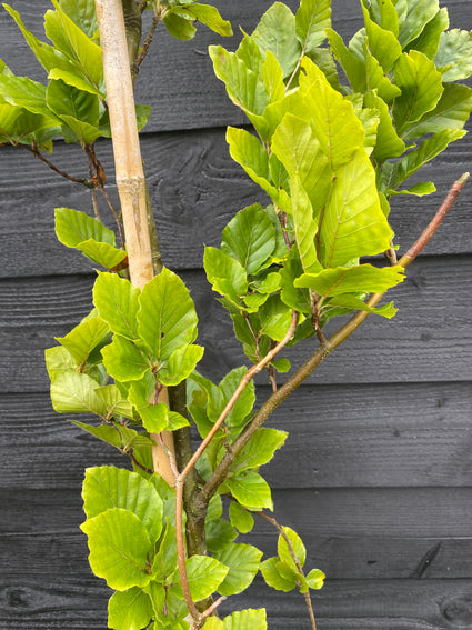 Groene Zuilbeuk (Bladhoudend) - Fagus sylvatica Dawyck