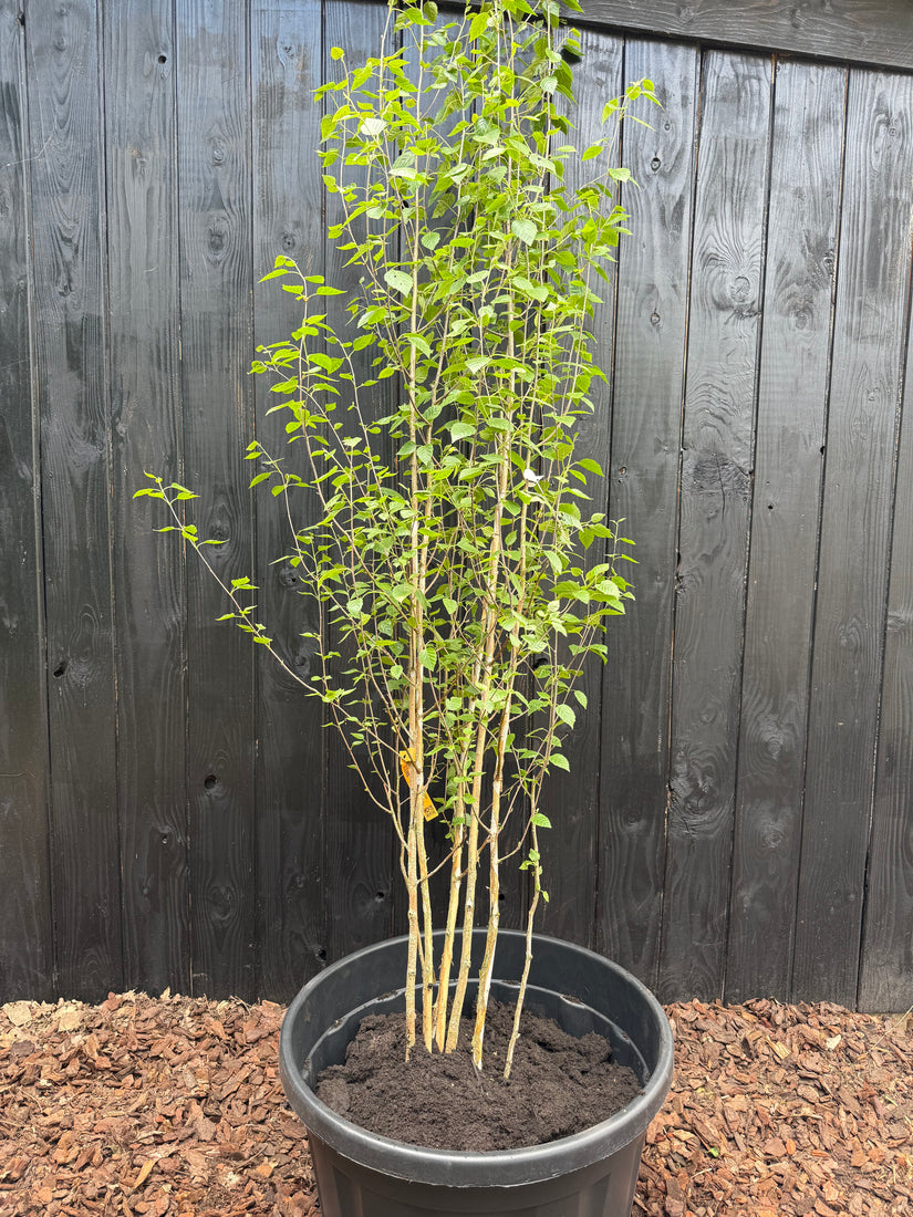 Berk - Betula Utilis 'Doorenbos'