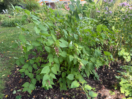 Fazantenbes - Leycesteria formosa