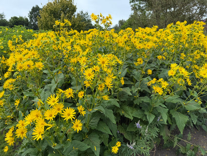 Zonnekroon - Silphium perfoliatum