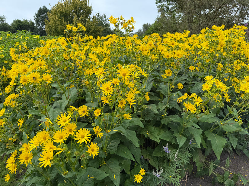 Zonnekroon - Silphium perfoliatum