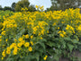 Zonnekroon - Silphium perfoliatum