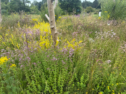Gewone Agrimonie - Agrimonia eupatoria