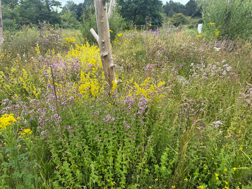 Gewone Agrimonie - Agrimonia eupatoria