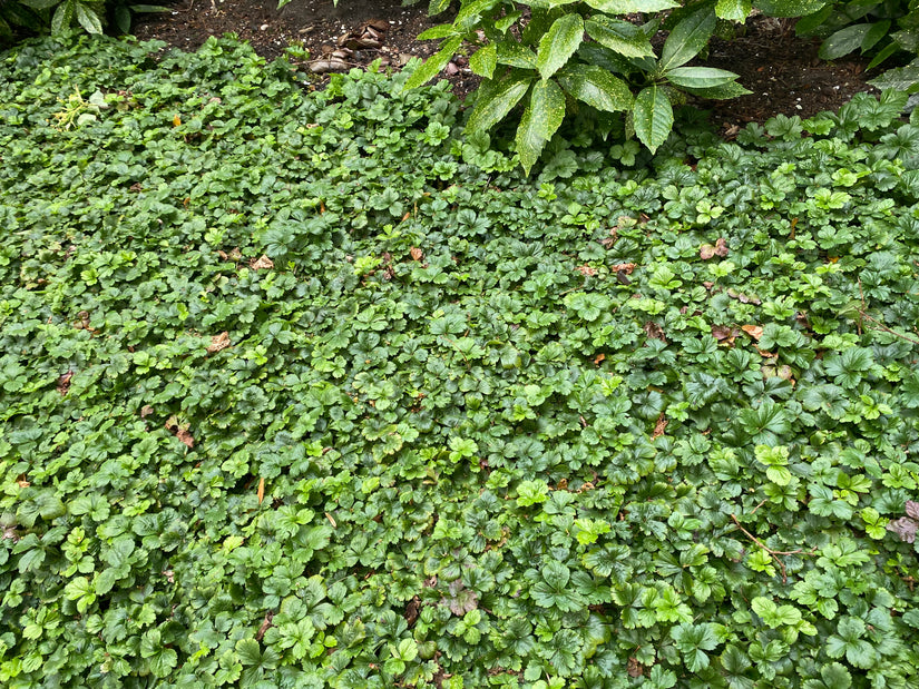 Biologisch Goudaardbei (Wintergroen) - Waldsteinia ternata