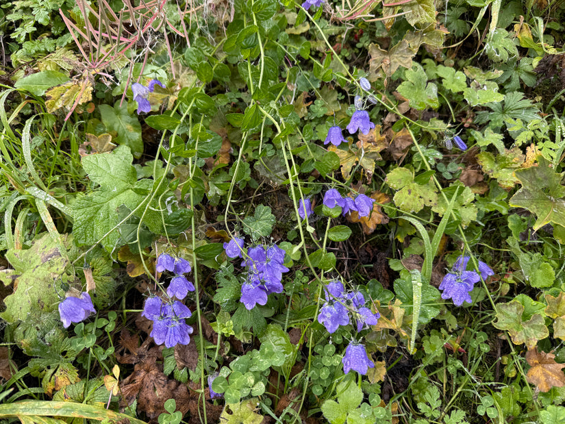 Biologische Rapunzelklokje - Campanula rapunculus