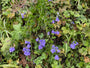 Biologische Rapunzelklokje - Campanula rapunculus