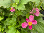 Herfstanemoon Roze (Hoogte 80 cm) - Anemone hupehensis 'Splendens'