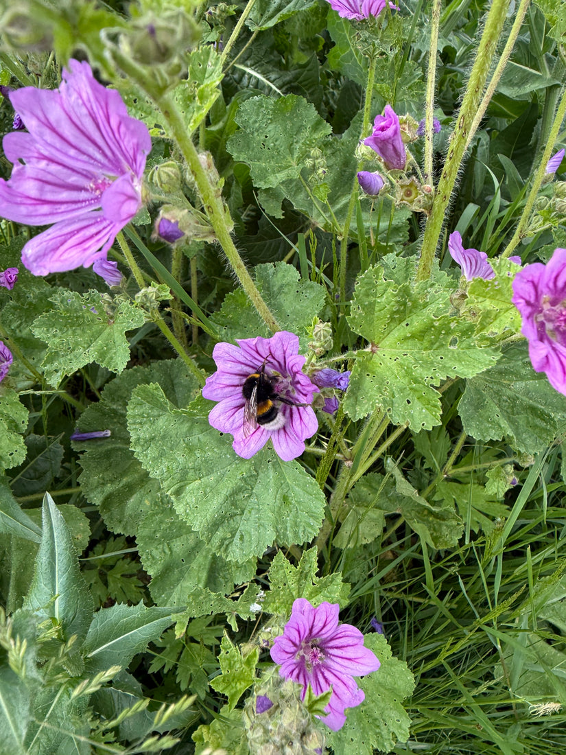 Groot kaasjeskruid - Malva sylvestris