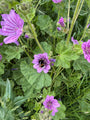 Groot kaasjeskruid - Malva sylvestris