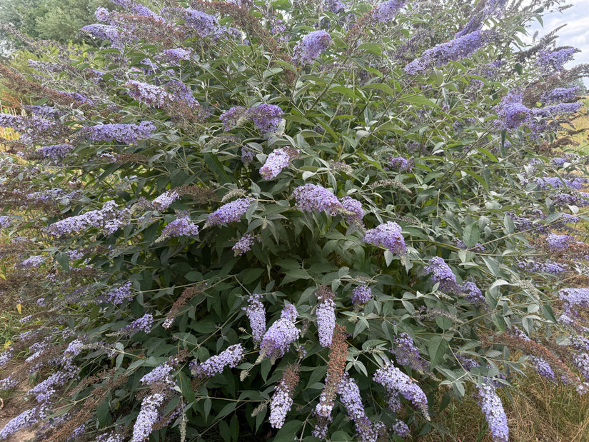 Vlinderstruik - Buddleja davidii 'Nanho Blue'