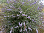 Vlinderstruik - Buddleja davidii 'Nanho Blue'