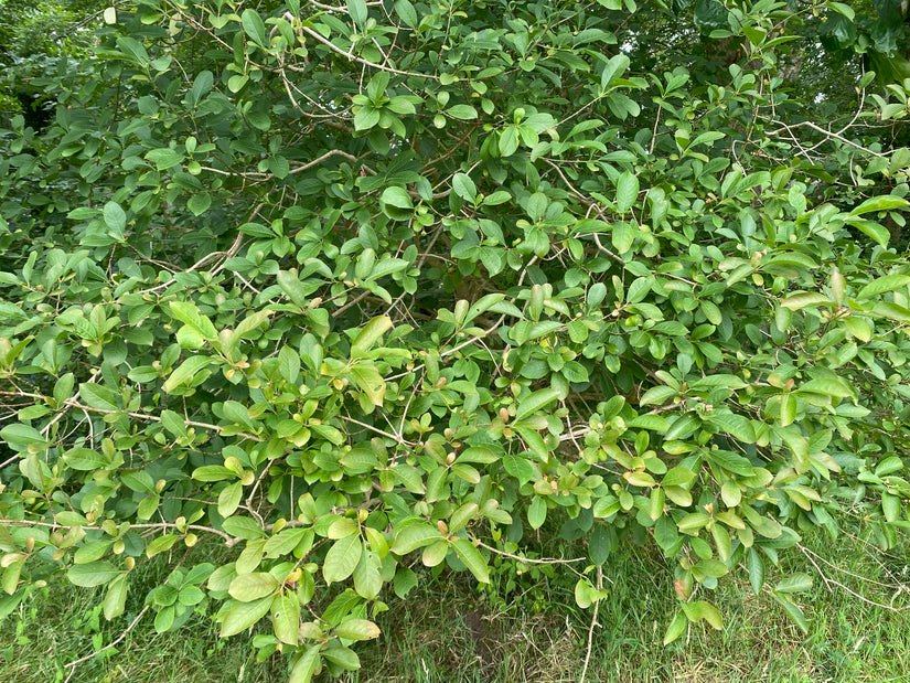 Wilde kardinaalsmuts - Euonymus europaeus