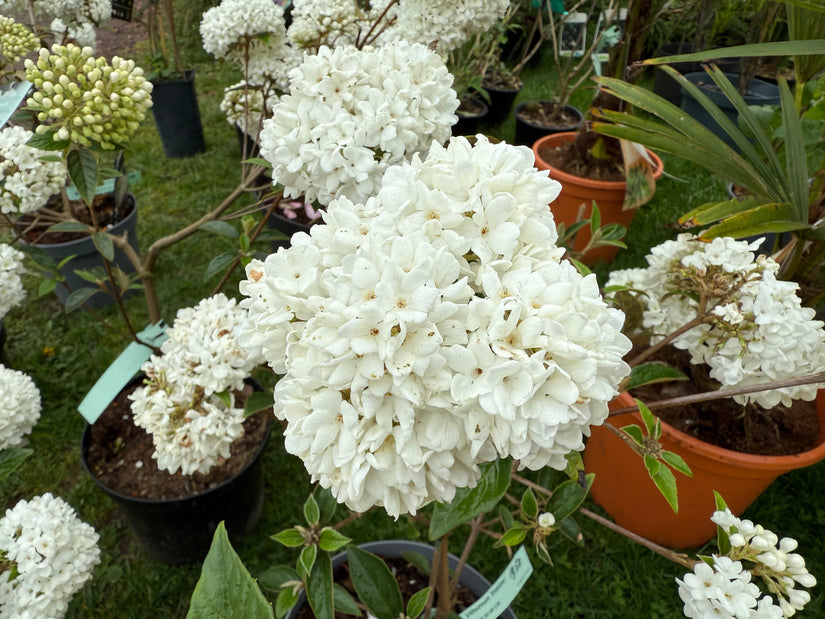 Sneeuwbal - Viburnum 'Eskimo'