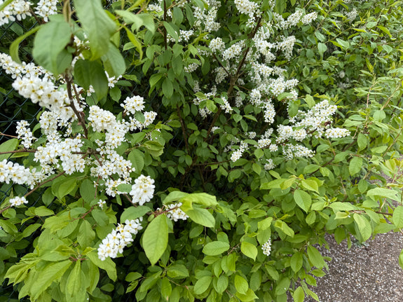 Gewone vogelkers - Prunus padus