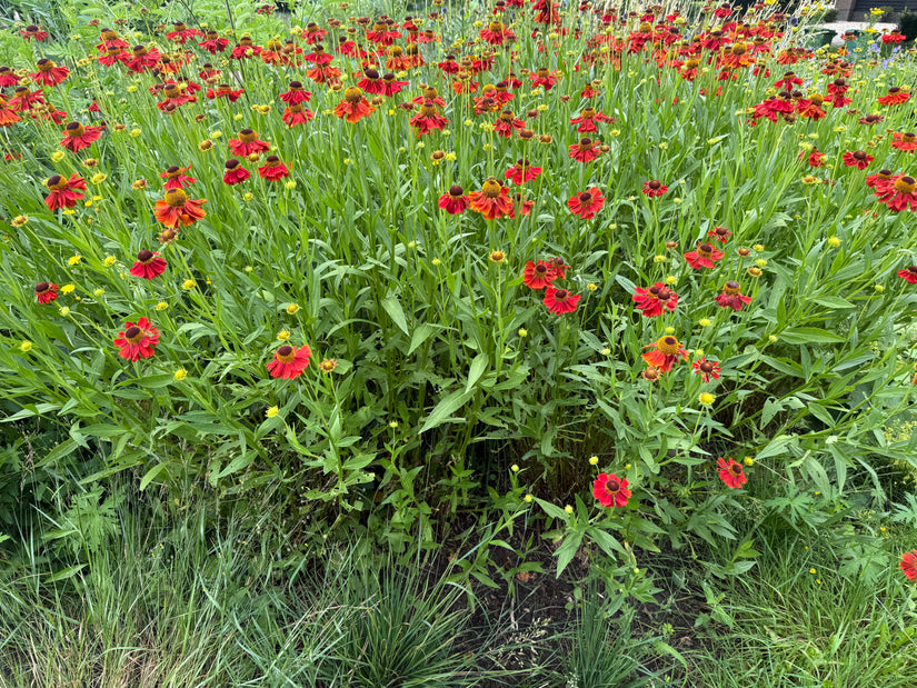 Biologisch Zonnekruid - Helenium 'Moerheim Beauty'