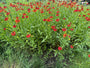 Biologisch Zonnekruid - Helenium 'Moerheim Beauty'