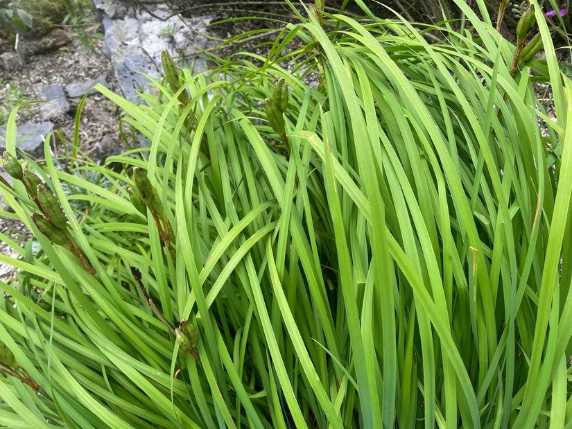 Siberische Lis - Iris 'Butter and Sugar'