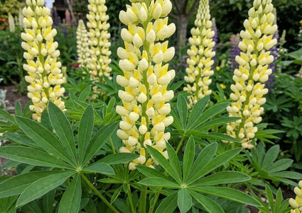 Lupine (Licht geel) - Lupinus 'Chandelier'