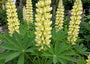 Lupine (Licht geel) - Lupinus 'Chandelier'