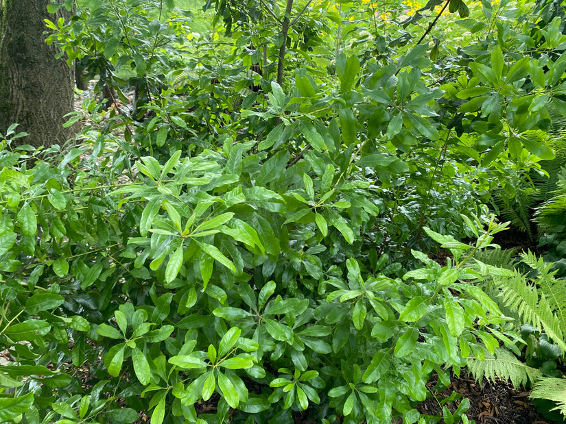 Wasgagel - Myrica pensylvanica