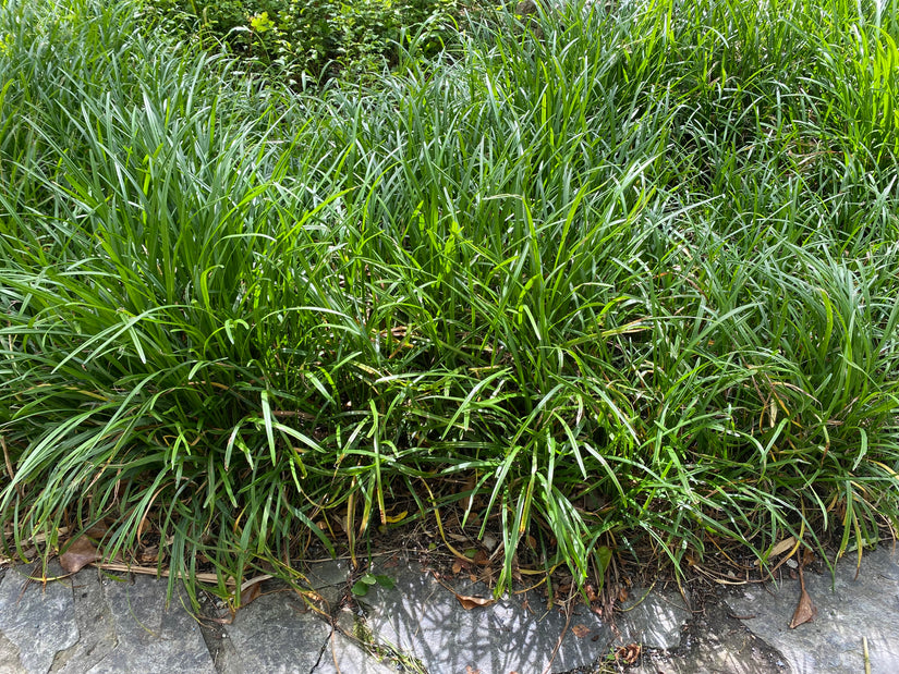 Hangende Zegge - Carex pendula