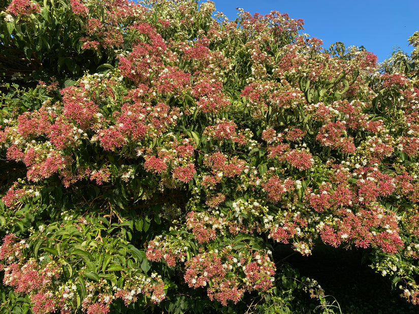 Zevenzonenboom - Heptacodium miconioides