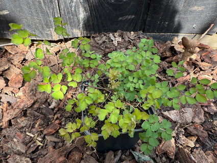 Chinese ruit - Thalictrum delavayi