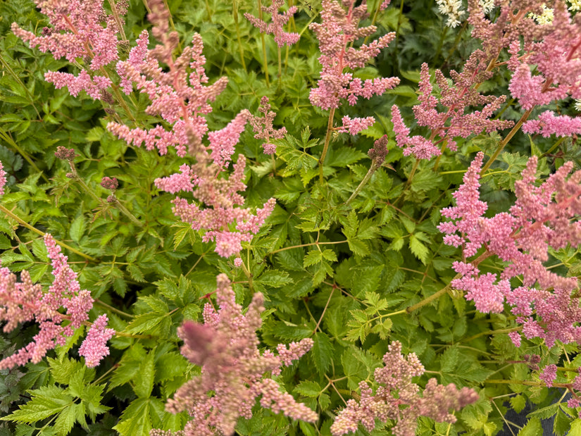 Pluimspirea - Astilbe chinensis 'Visions in Pink'